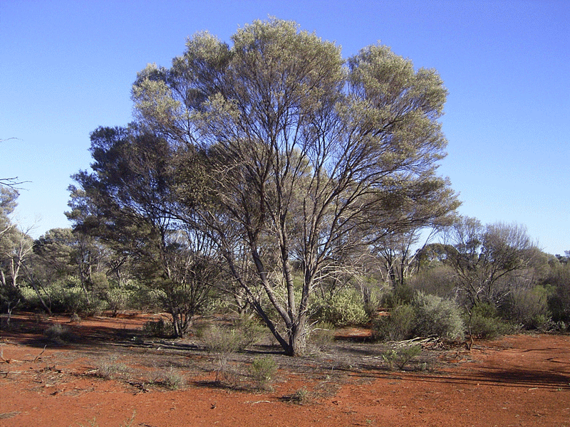 Mulga Tree Mulga